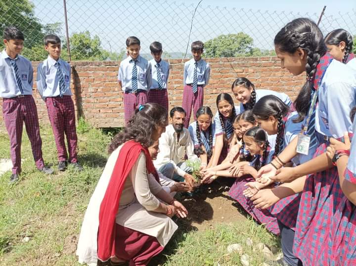 Tree plantation